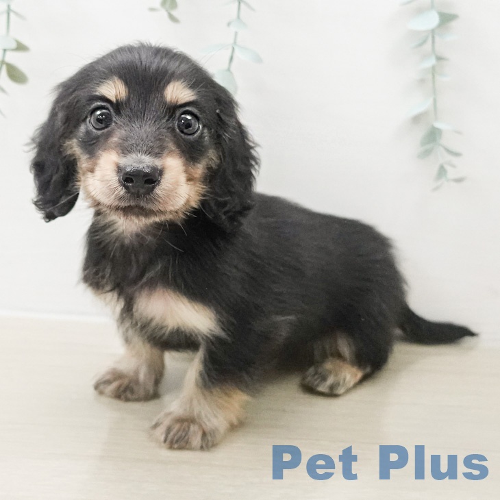 カニーンヘン・ダックスフンド