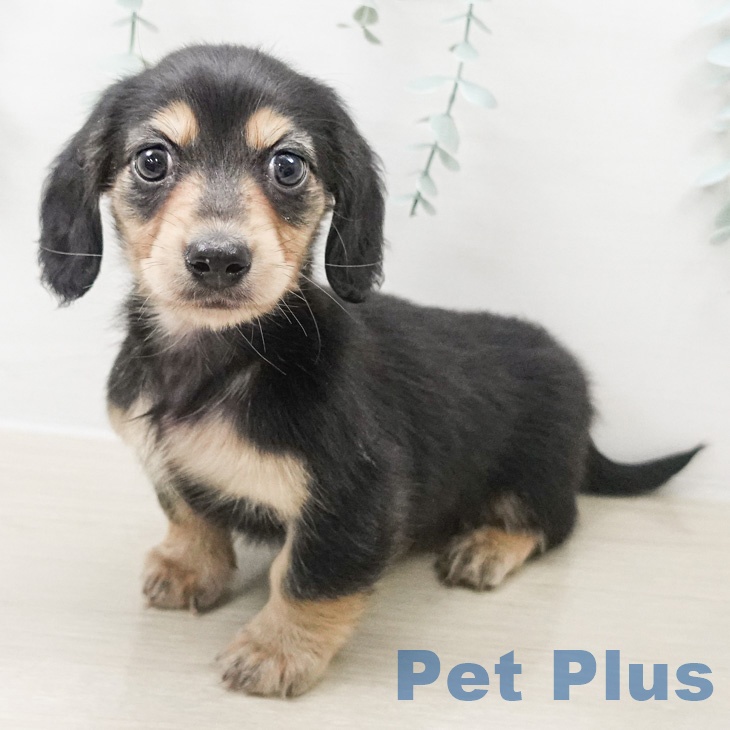 カニーンヘン・ダックスフンドの写真2