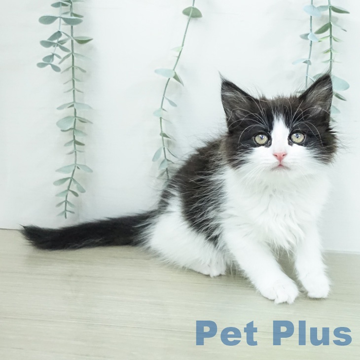 ノルウェージャンフォレストキャットの写真2