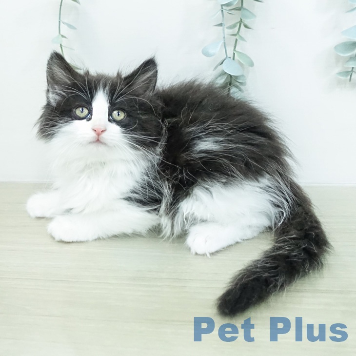 ノルウェージャンフォレストキャット