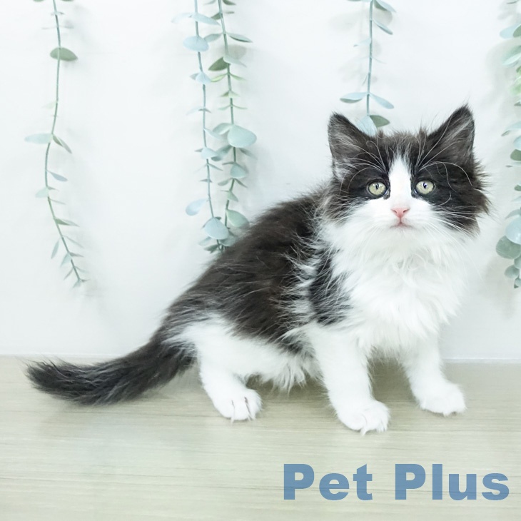 ノルウェージャンフォレストキャットの写真2