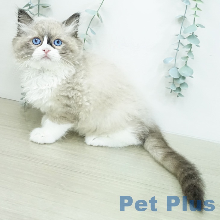 青森県のラグドール (ペットプラス 青森浜田店/2026年2月22日生まれ/男の子/シールポイントバイカラー)の子猫の2枚目の画像