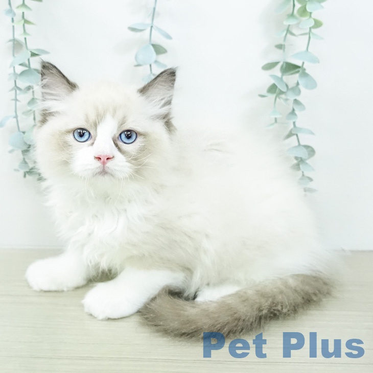 茨城県のラグドール (ペッツワン 阿見店/2026年2月22日生まれ/男の子/シールポイントバイカラー)の子猫の1枚目の画像