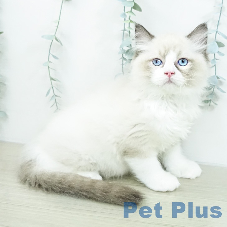 茨城県のラグドール (ペッツワン 阿見店/2026年2月22日生まれ/男の子/シールポイントバイカラー)の子猫の2枚目の画像