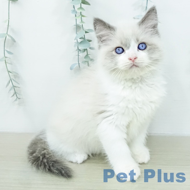 山梨県のラグドール (ペットプラス 甲府国母店/2026年2月25日生まれ/男の子/ブルーポイントバイカラー)の子猫の1枚目の画像