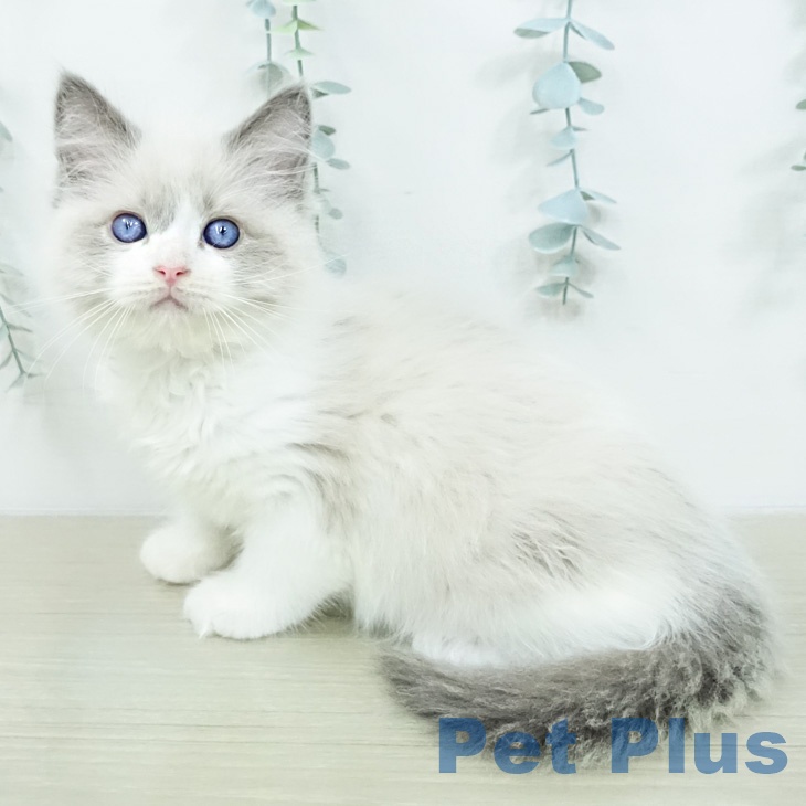 山梨県のラグドール (ペットプラス 甲府国母店/2026年2月25日生まれ/男の子/ブルーポイントバイカラー)の子猫の2枚目の画像