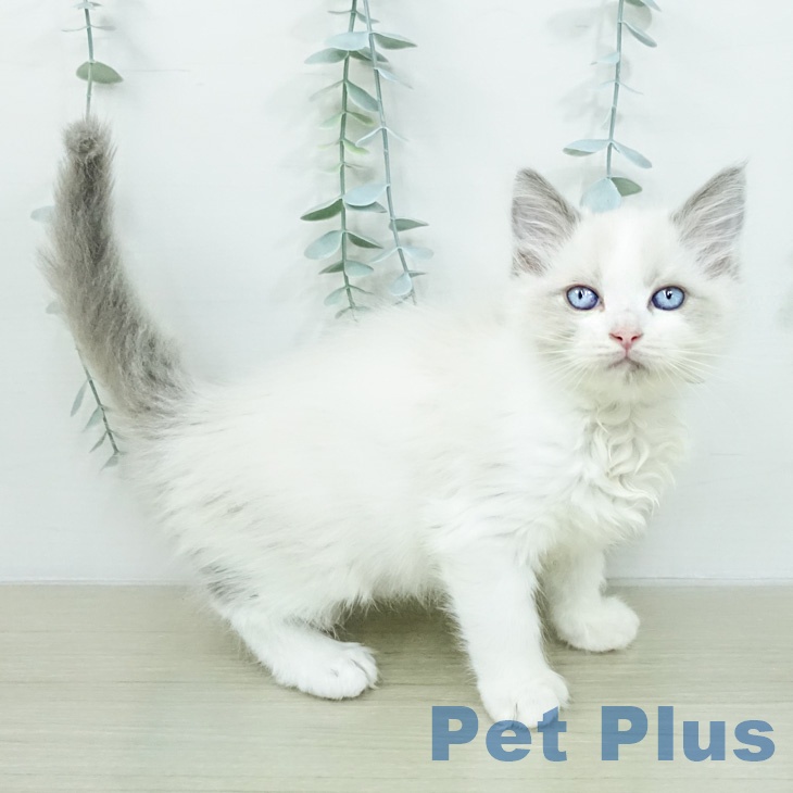 千葉県のラグドール (ペットプラス 柏店/2026年2月25日生まれ/女の子/ブルーポイントバイカラー)の子猫の1枚目の画像