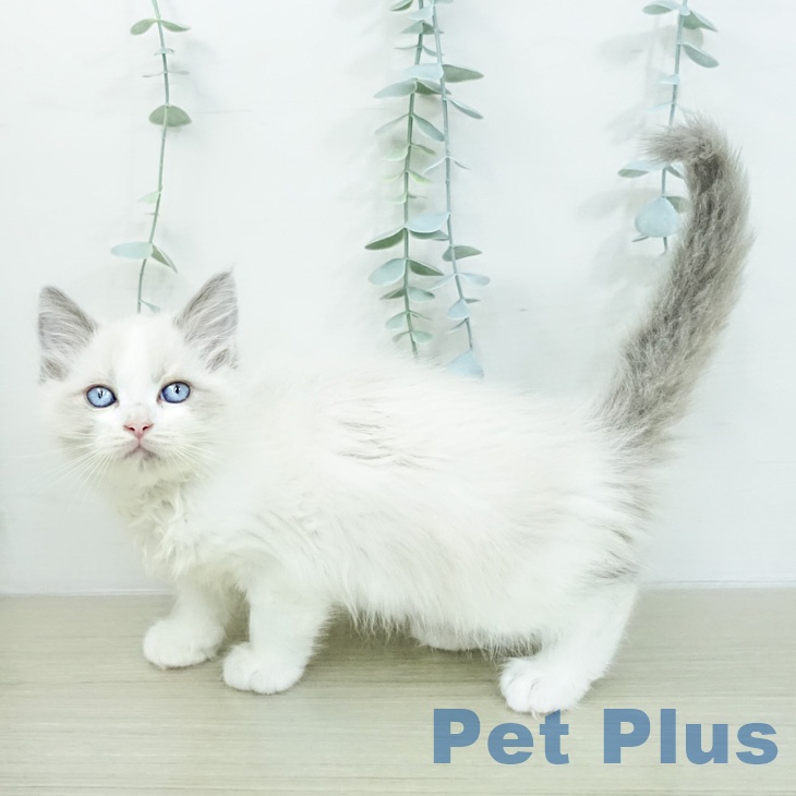 千葉県のラグドール (ペットプラス 柏店/2026年2月25日生まれ/女の子/ブルーポイントバイカラー)の子猫の2枚目の画像