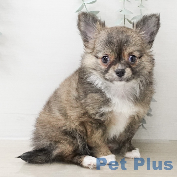 神奈川県のチワワ(ロング) (ペットプラス 新百合丘店/2026年2月24日生まれ/女の子/フォーンホワイト)の子犬の1枚目の画像