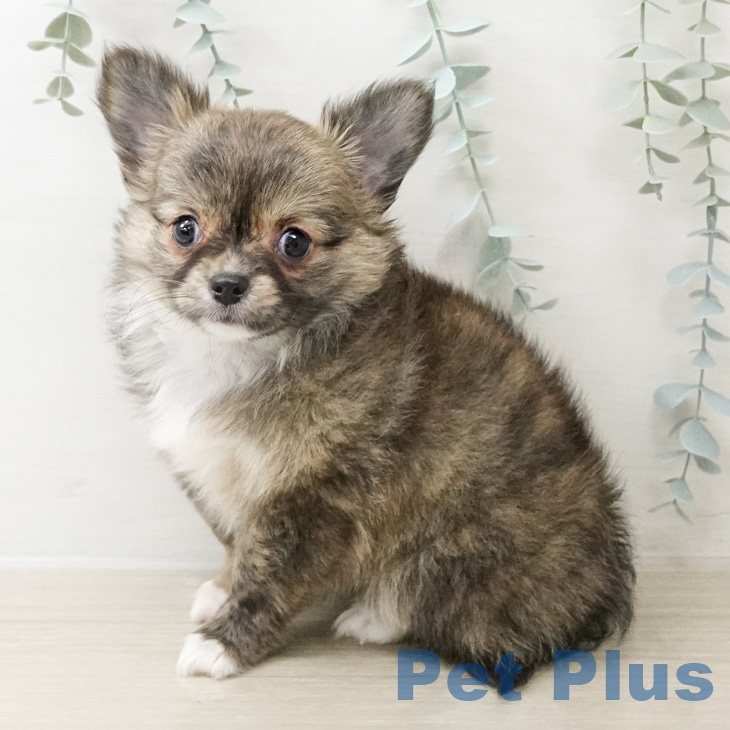 神奈川県のチワワ(ロング) (ペットプラス 新百合丘店/2026年2月24日生まれ/女の子/フォーンホワイト)の子犬の2枚目の画像