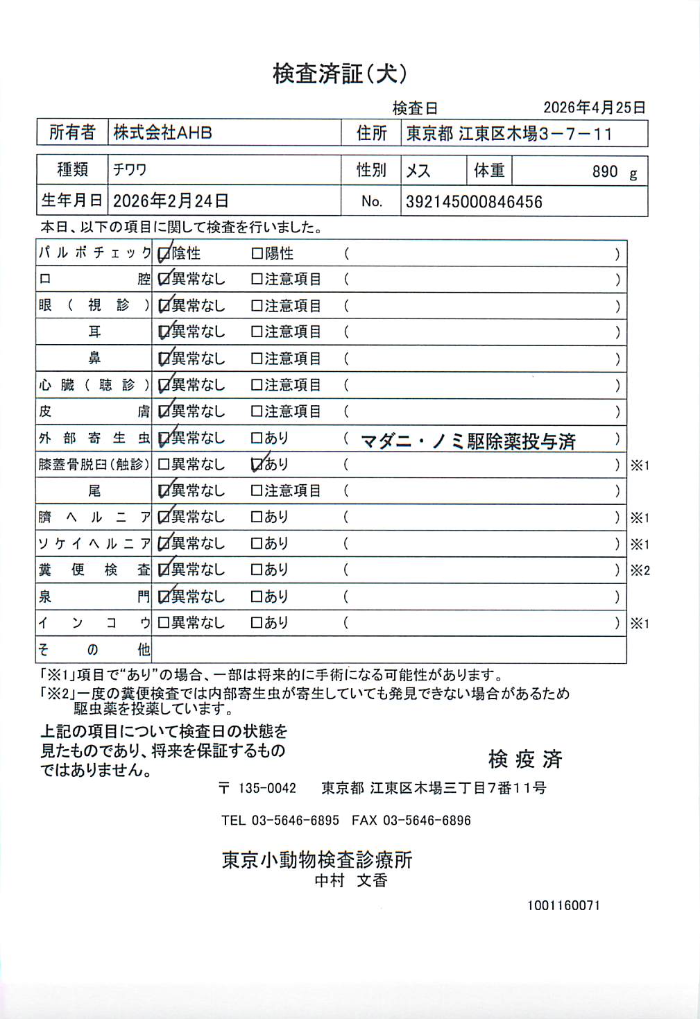 チワワ