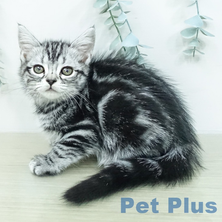 アメリカンショートヘアの写真2