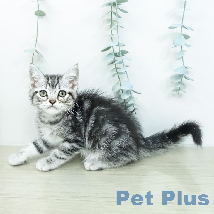 アメリカンショートヘアの写真2