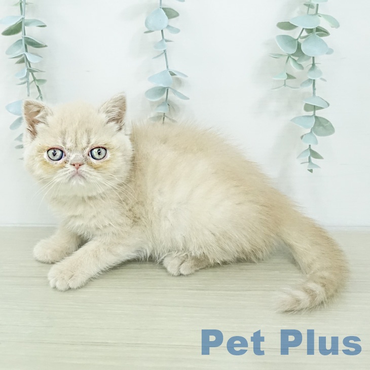 エキゾチックの写真2