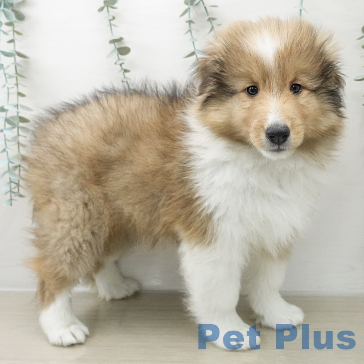 シェットランド・シープドッグの写真2