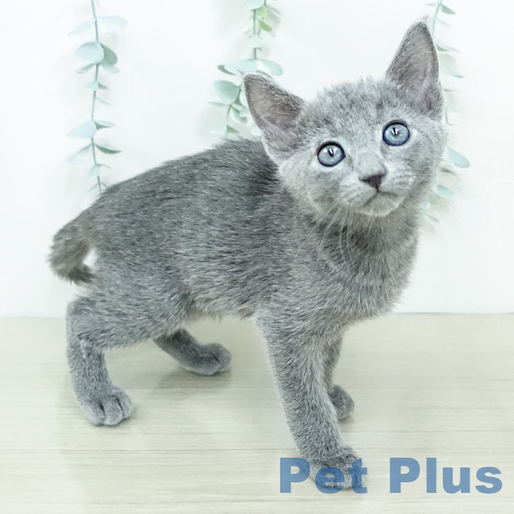 埼玉県のロシアンブルー (ペットプラス 与野店/2026年2月26日生まれ/男の子/ブルー)の子猫の2枚目の画像