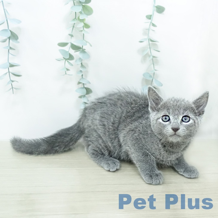 千葉県のロシアンブルー (ペットプラス 幕張新都心店/2026年2月26日生まれ/男の子/ブルー)の子猫の2枚目の画像