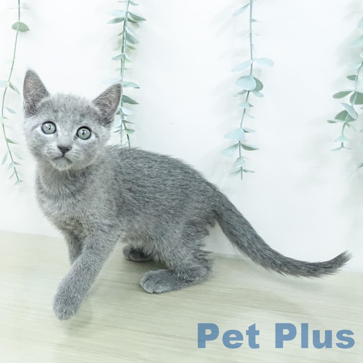 ロシアンブルー