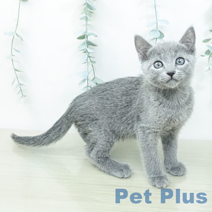 ロシアンブルーの写真2