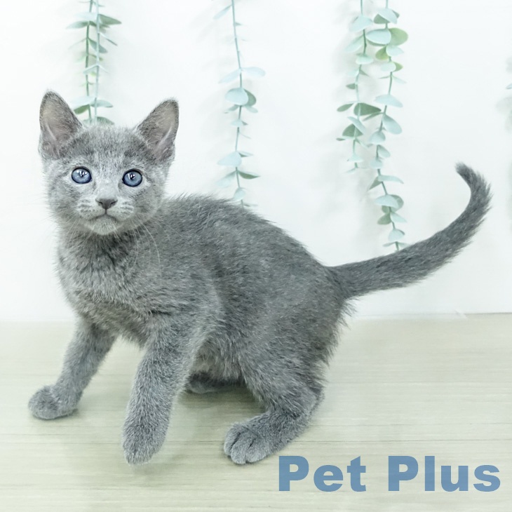 ロシアンブルー