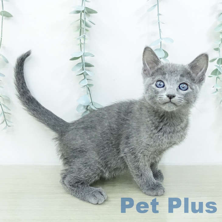 ロシアンブルーの写真2