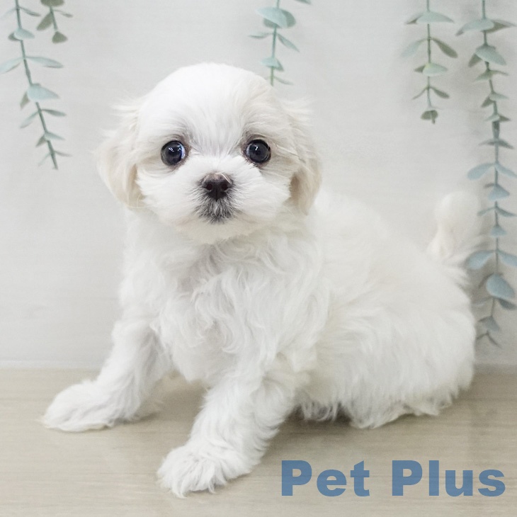 マルチーズの写真2