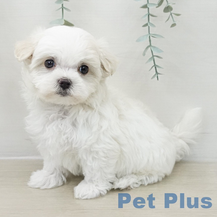 マルチーズの写真2