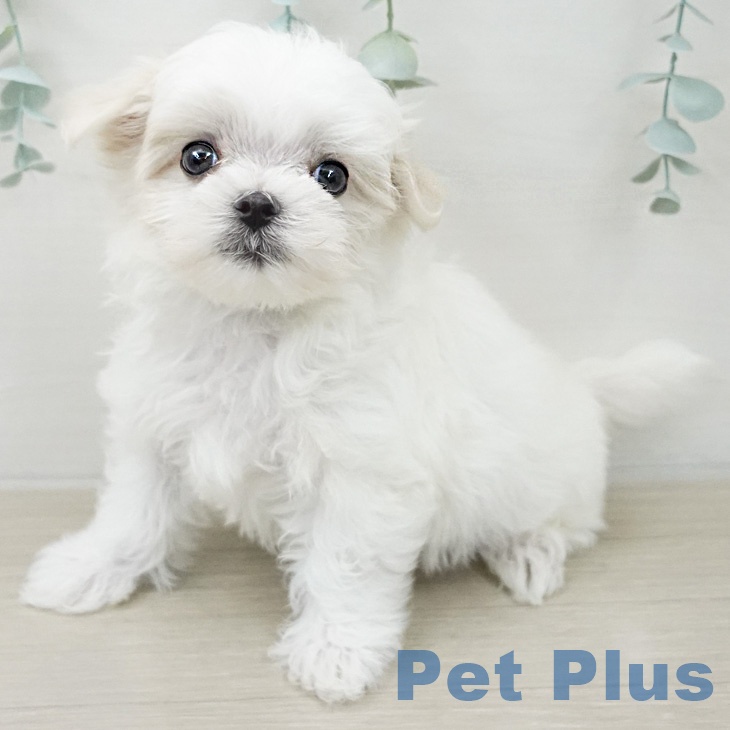 マルチーズの写真2