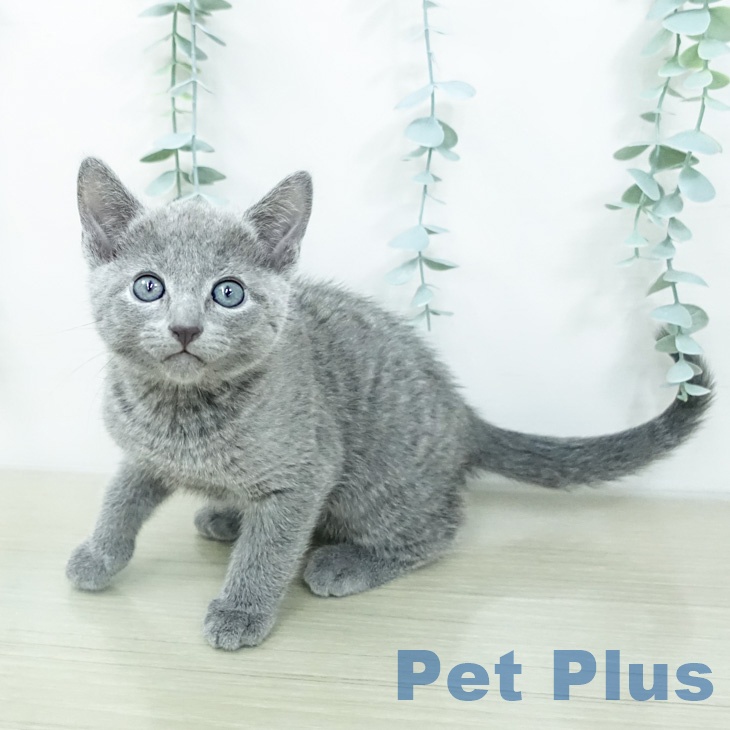 ロシアンブルーの写真2