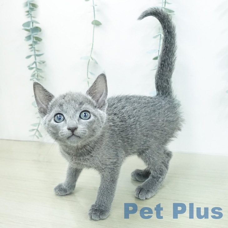 ロシアンブルーの写真2