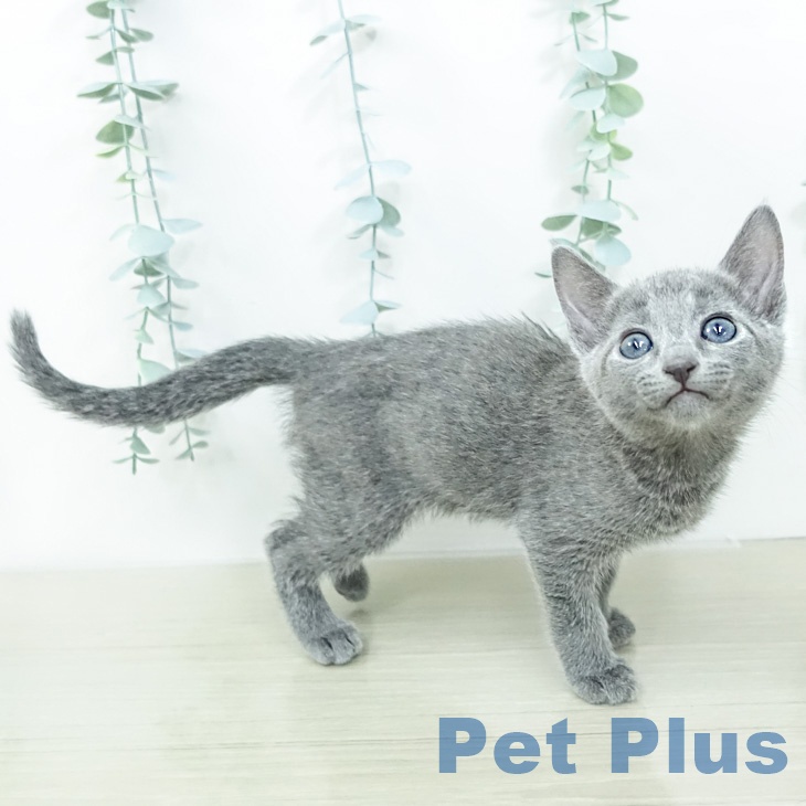 ロシアンブルーの写真2