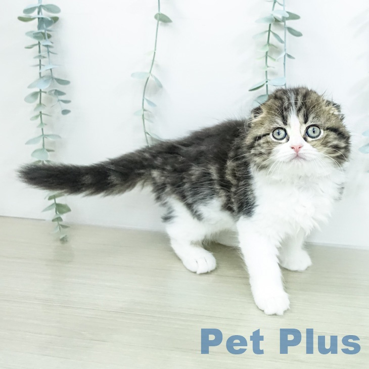 スコティッシュフォールド