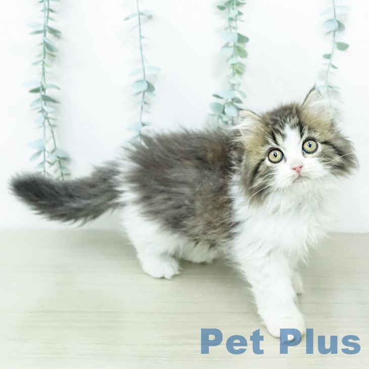 ラガマフィンの写真2