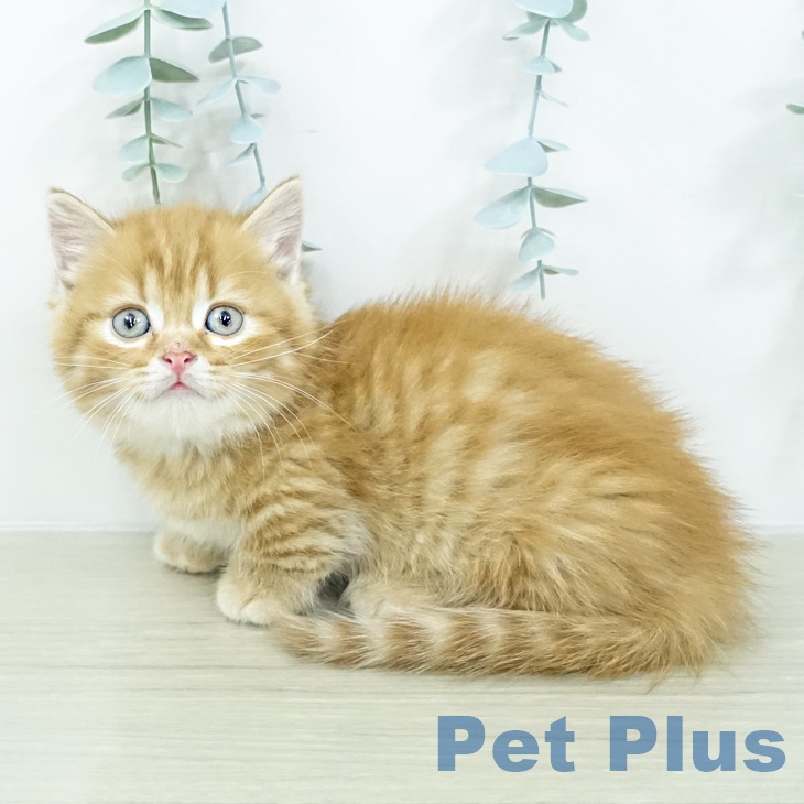 神奈川県のマンチカン (ペットプラス モザイクモール港北店/2026年2月26日生まれ/男の子/レッドタビー)の子猫の1枚目の画像