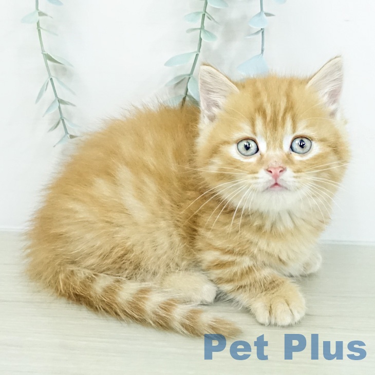 神奈川県のマンチカン (ペットプラス モザイクモール港北店/2026年2月26日生まれ/男の子/レッドタビー)の子猫の2枚目の画像