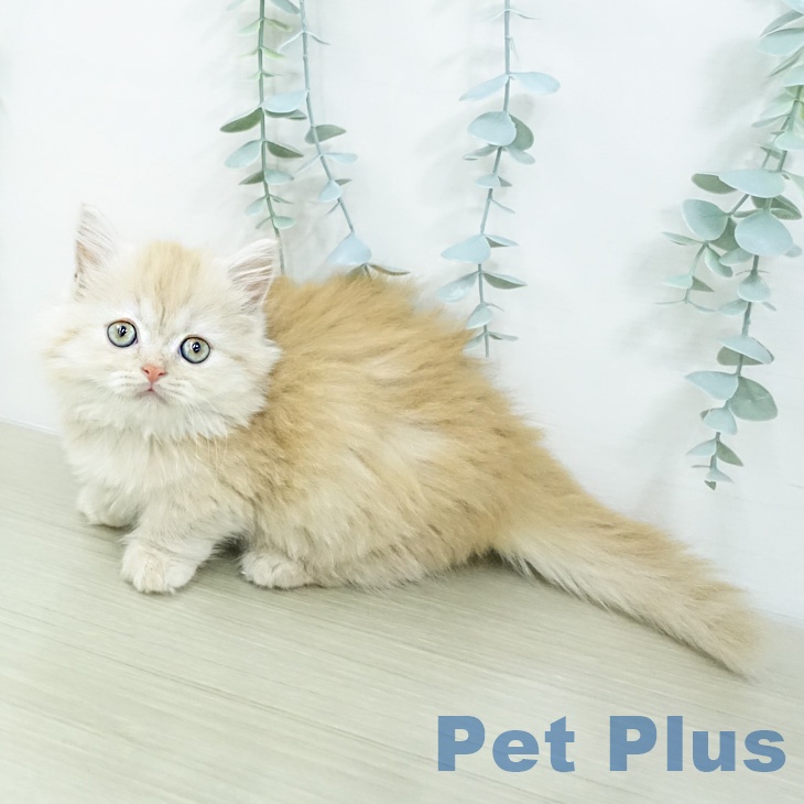 東京都のミヌエット (ペットプラス アクアシティお台場店/2026年2月26日生まれ/女の子/クリームタビー)の子猫の1枚目の画像