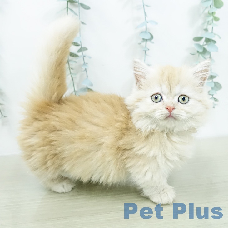 東京都のミヌエット (ペットプラス アクアシティお台場店/2026年2月26日生まれ/女の子/クリームタビー)の子猫の2枚目の画像