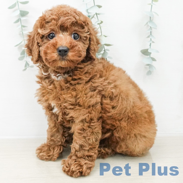 群馬県のトイプードル(トイ) (ペットプラス イオンモール太田店/2026年2月24日生まれ/女の子/レッド)の子犬の1枚目の画像