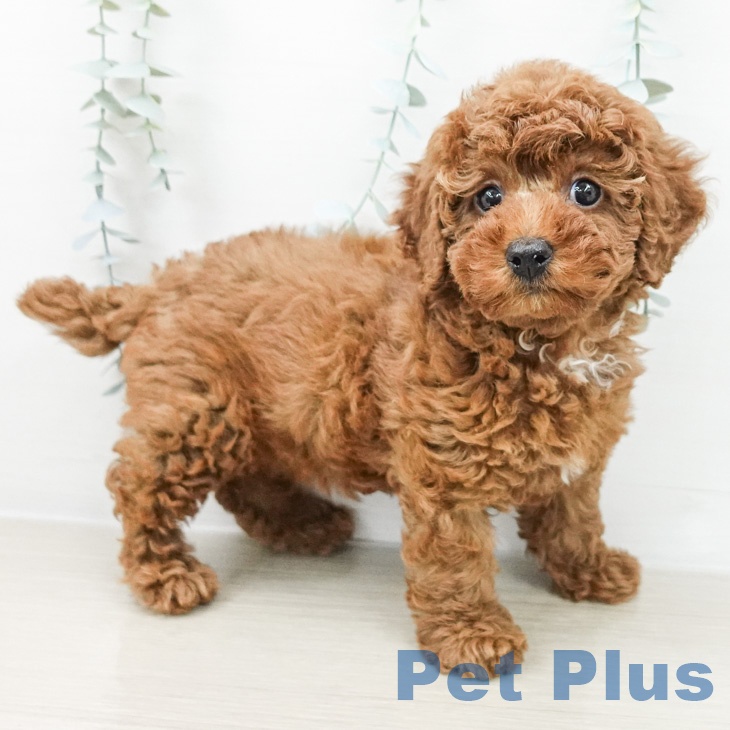 群馬県のトイプードル(トイ) (ペットプラス イオンモール太田店/2026年2月24日生まれ/女の子/レッド)の子犬の2枚目の画像