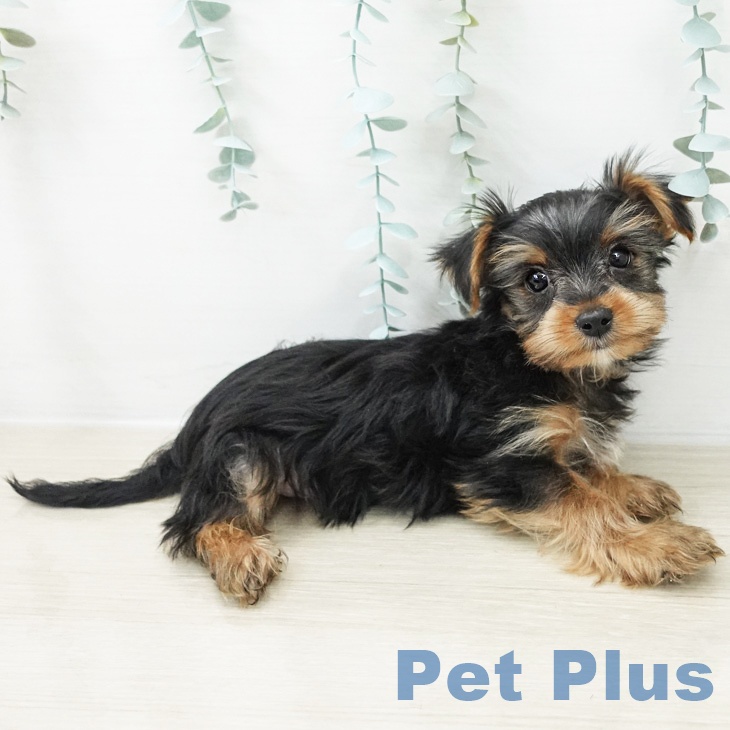 ヨークシャー・テリアの写真2