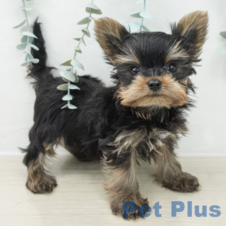 東京都のヨークシャーテリア (ペットプラス 大井町トラックス店/2026年2月16日生まれ/男の子/スチールブルータン)の子犬の1枚目の画像