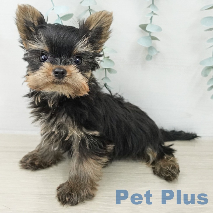東京都のヨークシャーテリア (ペットプラス 大井町トラックス店/2026年2月16日生まれ/男の子/スチールブルータン)の子犬の2枚目の画像