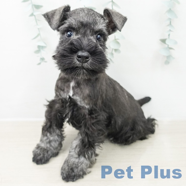 ミニチュア・シュナウザー