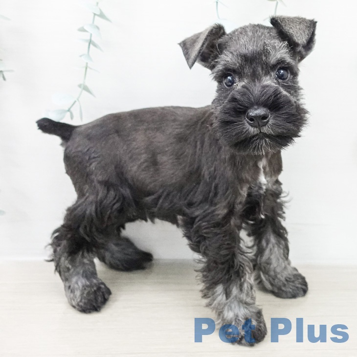 ミニチュア・シュナウザーの写真2