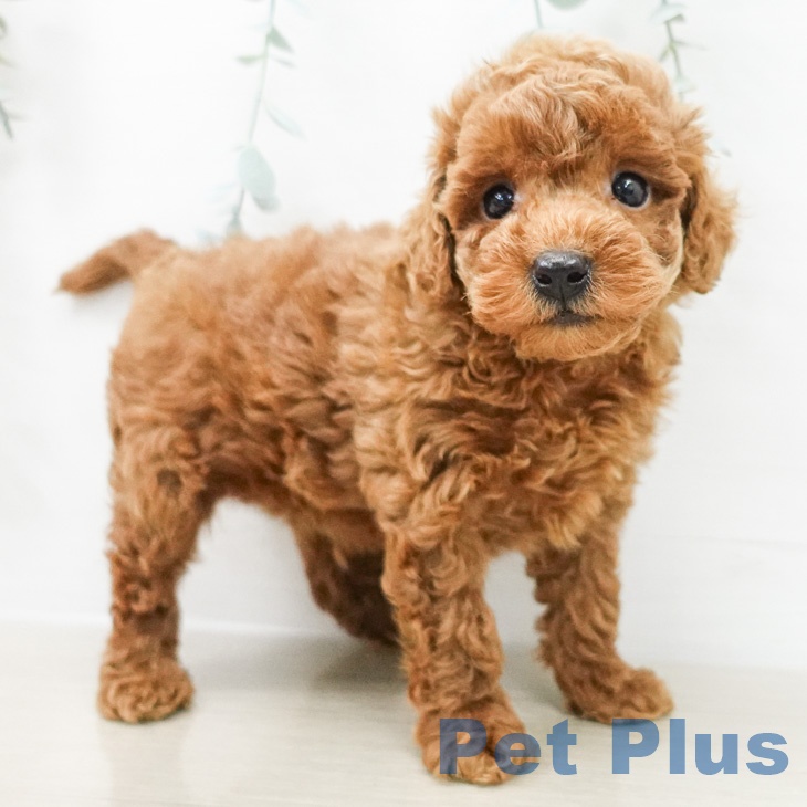 トイ・プードルの写真2