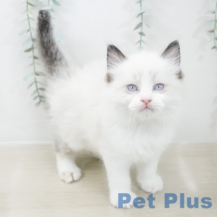 ラグドールの写真2