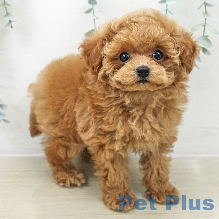 トイ・プードル