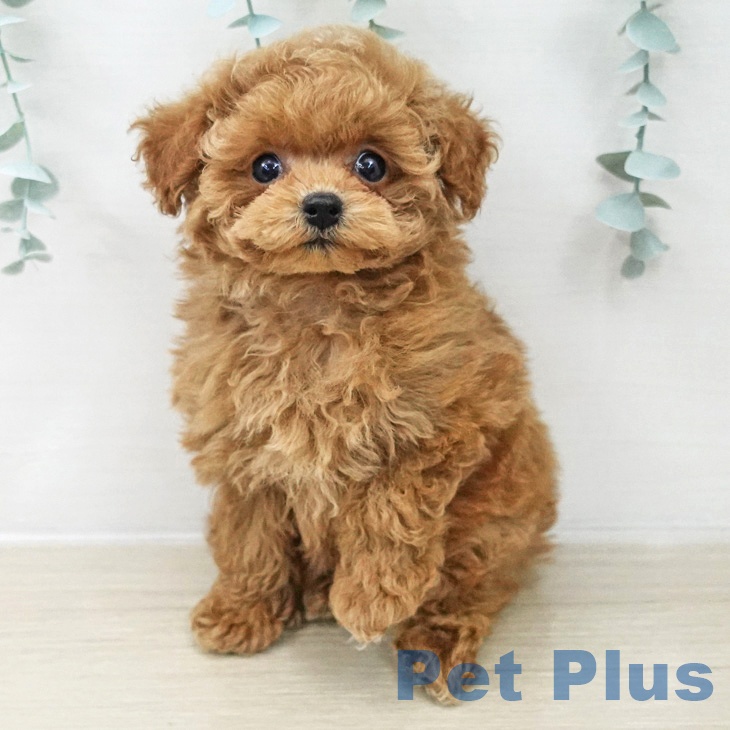 トイ・プードルの写真2