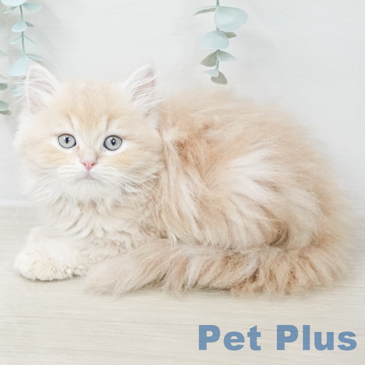 福岡県のスコティッシュフォールド (ペットプラス 小倉南店/2026年2月22日生まれ/男の子/クリームタビー)の子猫の1枚目の画像