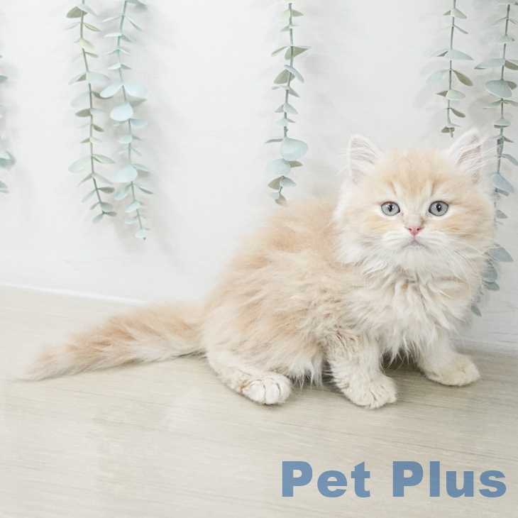 福岡県のスコティッシュフォールド (ペットプラス 小倉南店/2026年2月22日生まれ/男の子/クリームタビー)の子猫の2枚目の画像